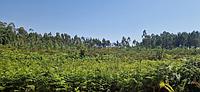 Terreno T0 Pombal