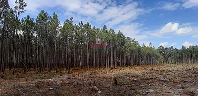 Rustic Land 2.7ha Guia - Pombal