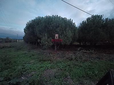 Land 11.500 M2 Calvaria, Batalha