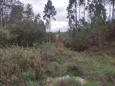 Rustic land with 6432 m2 in Picassinos, Marinha Grande