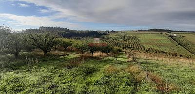 Terrain rustique - 10ha - Carvalhal - Bombarral