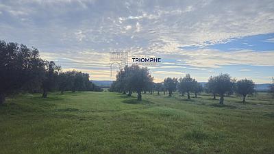 Terrain rustique de 29 000 m², Montalvo, Constância