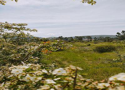 Terrain de 5200m² avec projet et faisabilité pour la construction d'une maison individuelle - Calvaria de Cima, Porto de Mós.