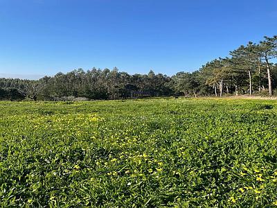 Terrain avec permis de construire une maison individuelle à Alfeizerão, Alcobaça