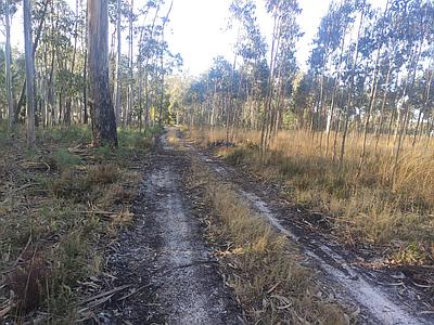 Rustic land with approximately 4700 m2 in Fonte Santa, Marinha Grande