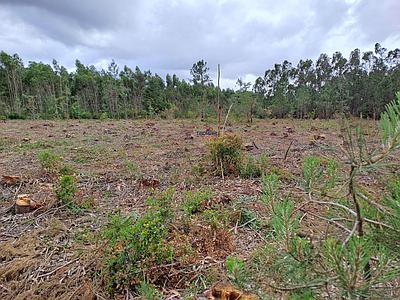 Land with feasibility of building a rural hotel located in São Martinho do Porto.